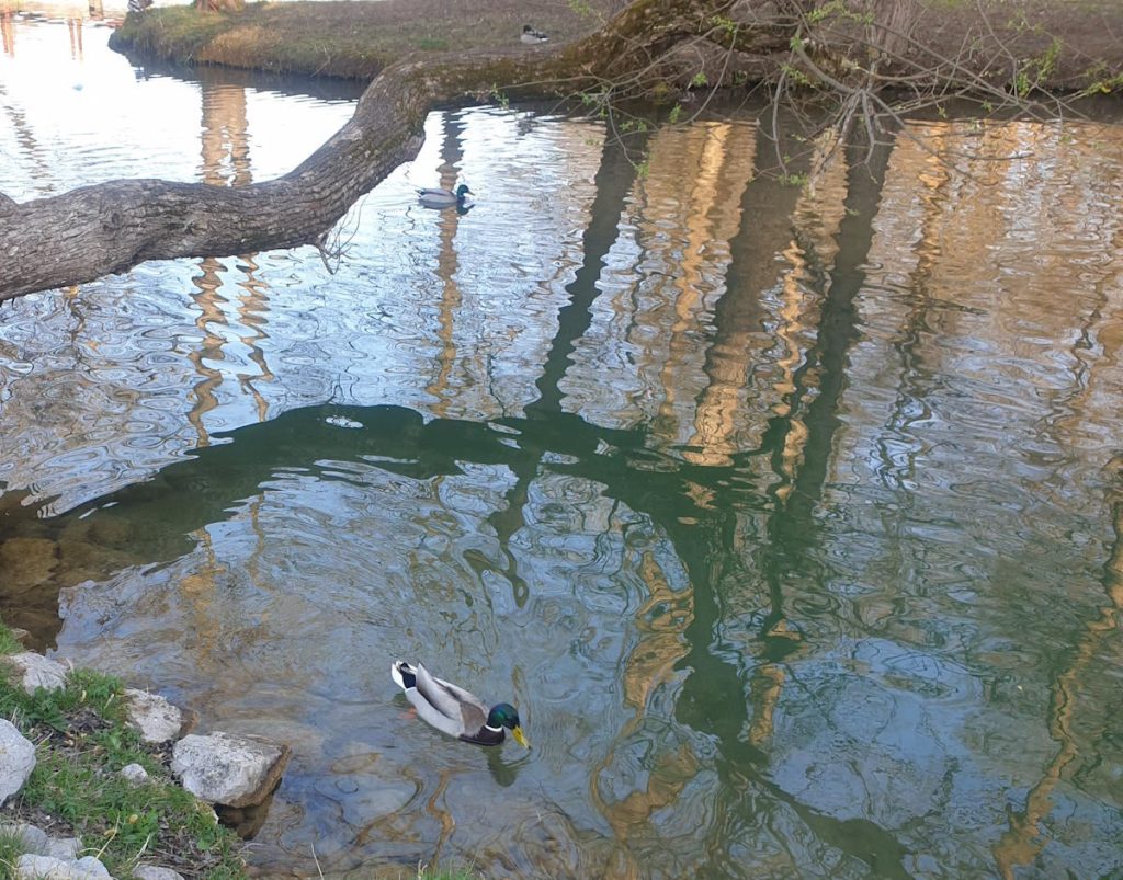 Jajce