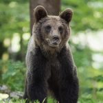 Zabavna obiteljska aktivnost: Susret s medvjedima u Kuterevu, utočištu za medvjede