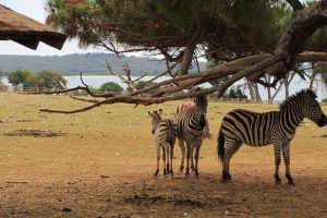 Nacionalni park Brijuni s djecom